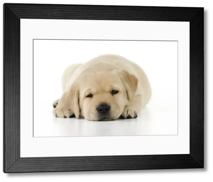 Framed Print : DOG. Yellow labrador puppy laying down Framed Print : DOG. Yellow labrador puppy laying down