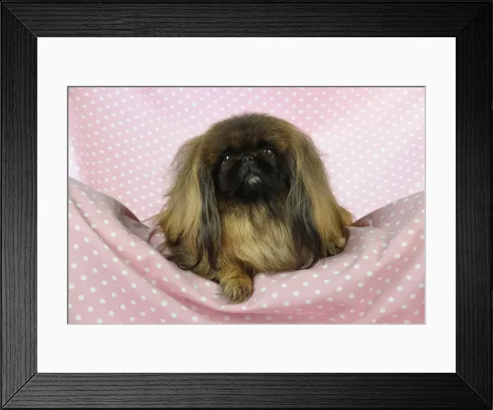 Framed Print : DOG. Pekingese dog sitting on blanket Framed Print : DOG. Pekingese dog sitting on blanket