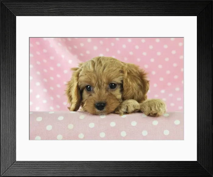 Framed Print : DOG. Cockerpoo puppy (Poodle X Cocker Spaniel ) 7 wks old Framed Print : DOG. Cockerpoo puppy (Poodle X Cocker Spaniel ) 7 wks old