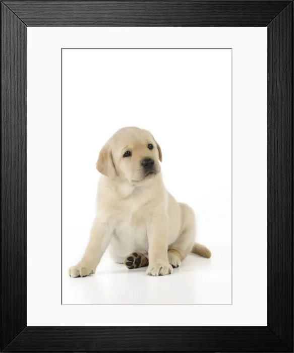Framed Print : DOG. Yellow labrador puppy sitting down Framed Print : DOG. Yellow labrador puppy sitting down