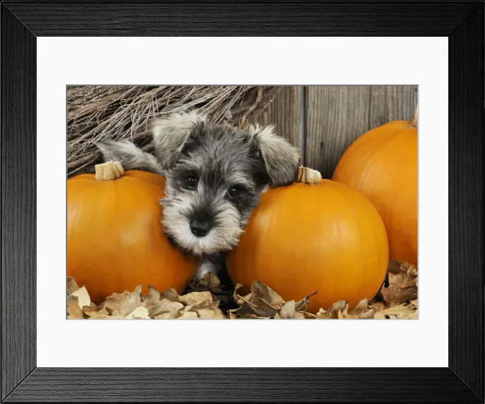 Framed Print : DOG. Schnauzer puppy looking through gap in pumpkins Framed Print : DOG. Schnauzer puppy looking through gap in pumpkins
