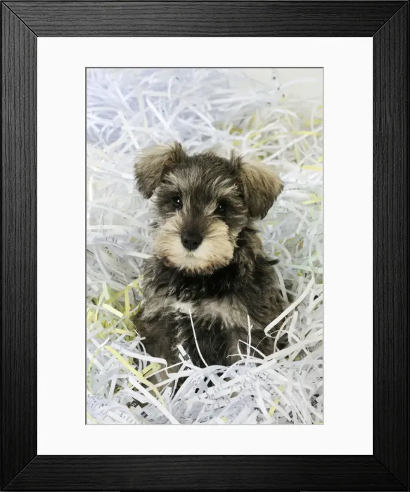 Framed Print : DOG. Schnauzer puppy sitting in paper shreddings Framed Print : DOG. Schnauzer puppy sitting in paper shreddings