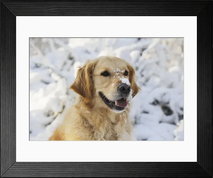 Framed Print : DOG. Golden retriever with snow on head Framed Print : DOG. Golden retriever with snow on head