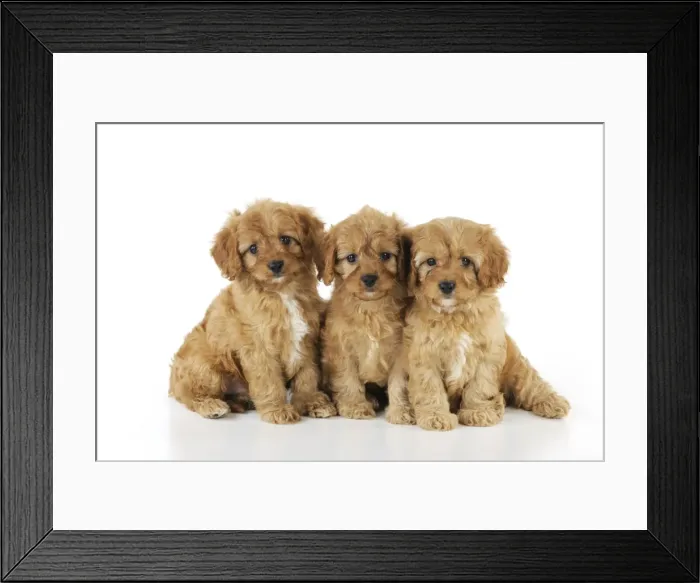 Framed Print : DOG. Cockerpoo puppies (Poodle X Cocker Spaniel ) 7 wks old Framed Print : DOG. Cockerpoo puppies (Poodle X Cocker Spaniel ) 7 wks old