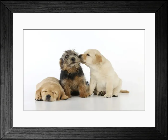 Framed Print : DOG. Yellow labrador puppy licking norfolk terrier puppy sitting next to yellow labrador puppy laying down Framed Print : DOG. Yellow labrador puppy licking norfolk terrier puppy sitting next to yellow labrador puppy laying down