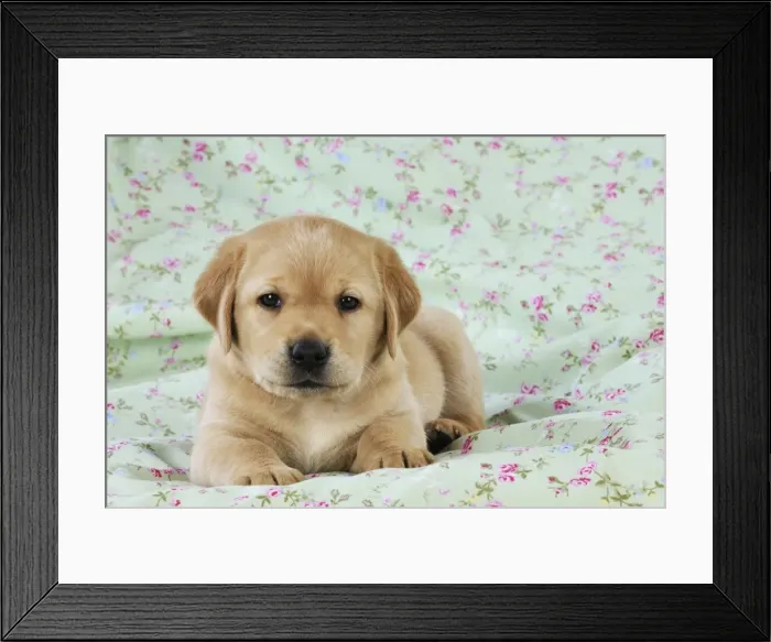Framed Print : DOG. Yellow labrador puppy laying on blanket Framed Print : DOG. Yellow labrador puppy laying on blanket