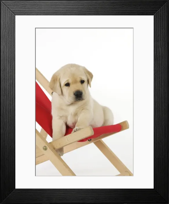 Framed Print : DOG. Yellow labrdaor puppy sitting in deckchair Framed Print : DOG. Yellow labrdaor puppy sitting in deckchair