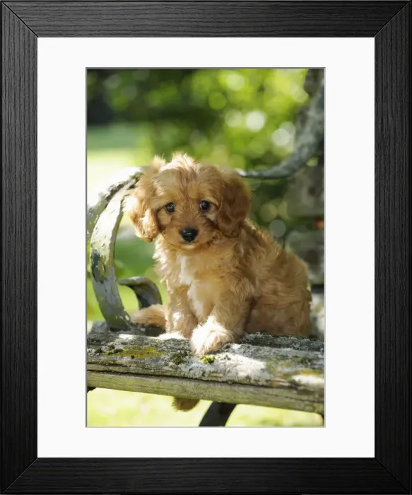 Framed Print : DOG. Cockerpoo puppy (Poodle X Cocker Spaniel ) 7 wks old Framed Print : DOG. Cockerpoo puppy (Poodle X Cocker Spaniel ) 7 wks old