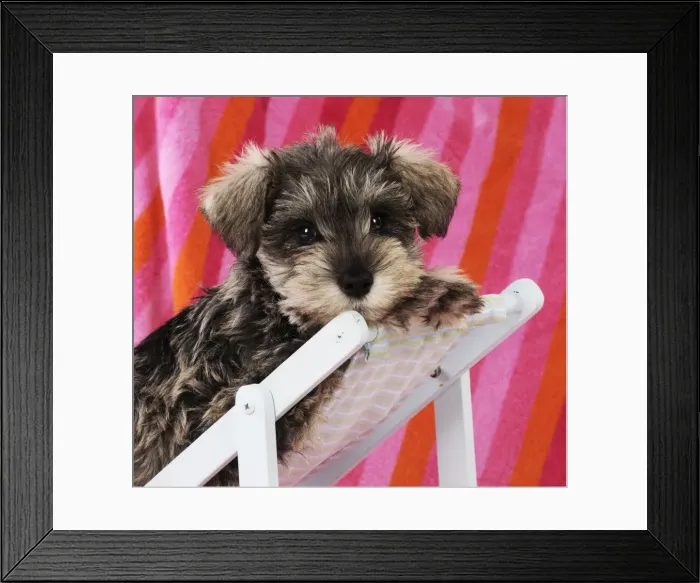 Framed Print : DPG. Schnauzer puppy looking over top of deck chair Framed Print : DPG. Schnauzer puppy looking over top of deck chair