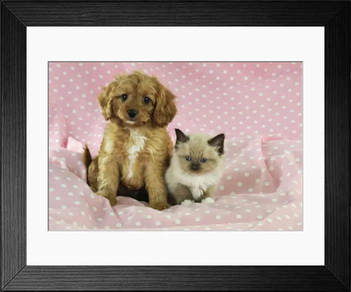 Framed Print : DOG. Cockerpoo puppy (Poodle X Cocker Spaniel 7wks old) with a kitten