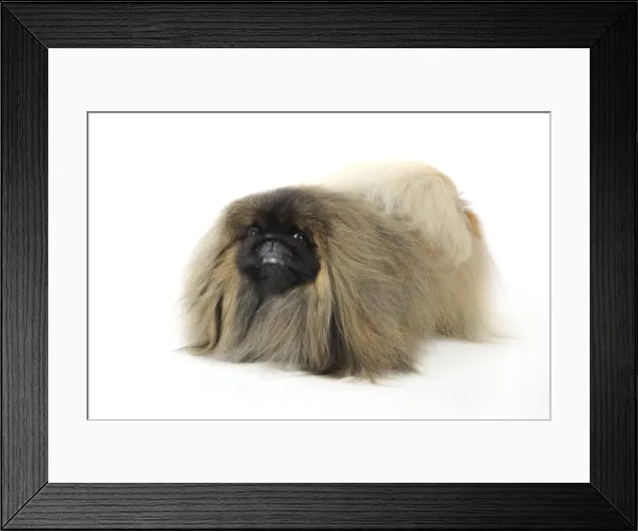 Framed Print : DOG. Pekingese dog