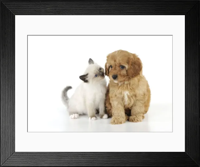 Framed Print : DOG. Cockerpoo puppy (Poodle X Cocker Spaniel 7wks old) with a kitten Framed Print : DOG. Cockerpoo puppy (Poodle X Cocker Spaniel 7wks old) with a kitten