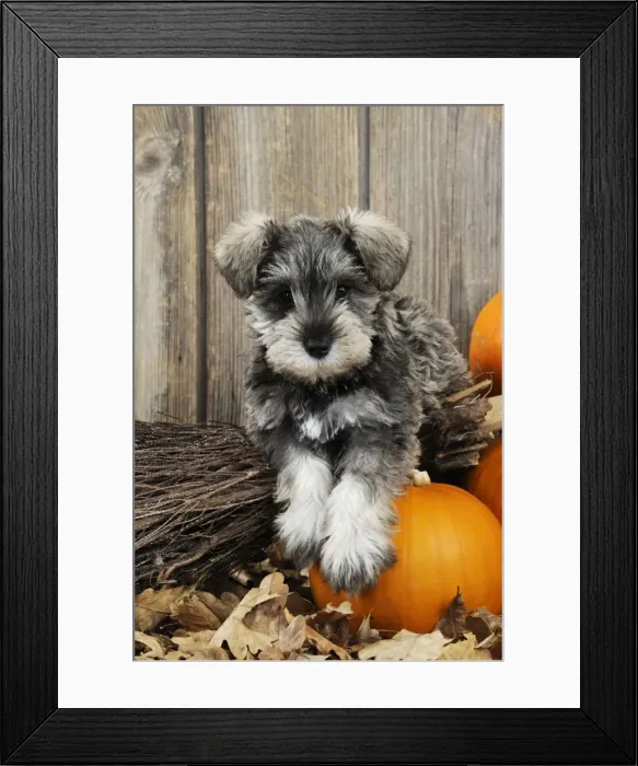 Framed Print : DOG. Schnauzer puppy laying on broom Framed Print : DOG. Schnauzer puppy laying on broom