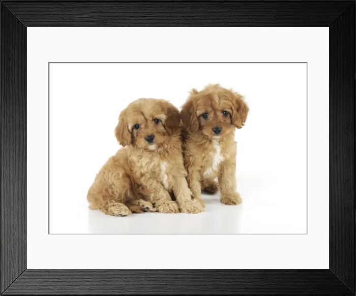 Framed Print : DOG. Cockerpoo puppies (Poodle X Cocker Spaniel ) 7 wks old Framed Print : DOG. Cockerpoo puppies (Poodle X Cocker Spaniel ) 7 wks old