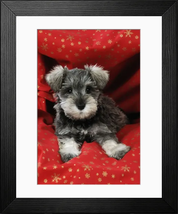 Framed Print : DOG. Schnauzer puppy laying in red cloth Framed Print : DOG. Schnauzer puppy laying in red cloth