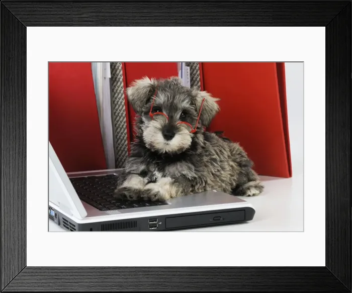 Framed Print : DOG. Schnauzer puppy wearing glasses on computer