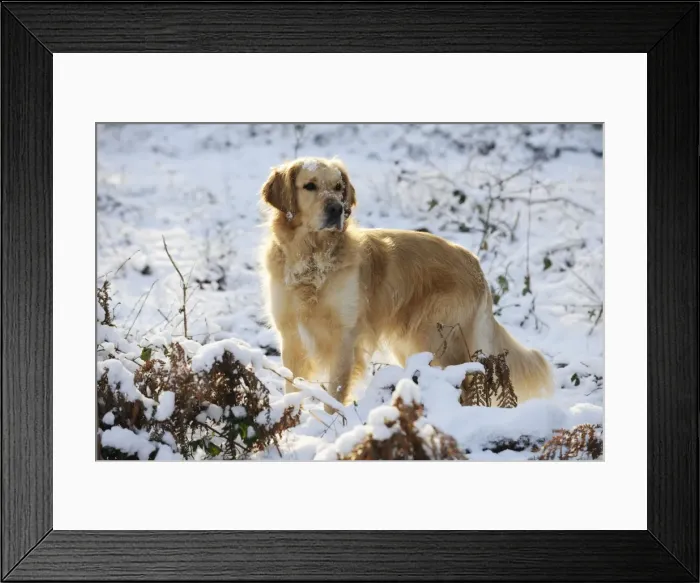 Framed Print : DOG. Golden retriever standing in the snow Framed Print : DOG. Golden retriever standing in the snow