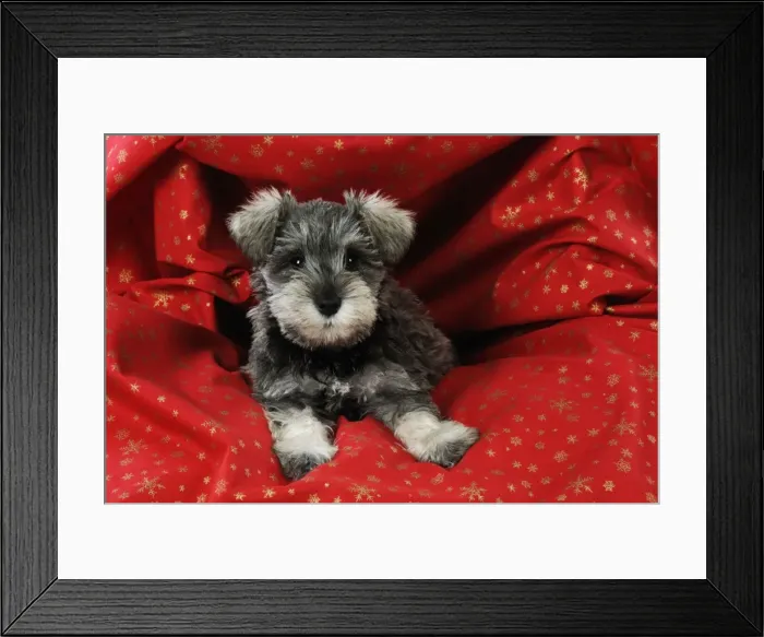 Framed Print : DOG. Schnauzer puppy laying in red cloth Framed Print : DOG. Schnauzer puppy laying in red cloth