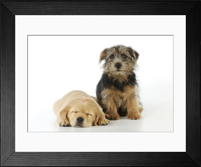 Framed Print : DOG. Yellow labrador puppy laying next to norfolk terrier puppy sitting Framed Print : DOG. Yellow labrador puppy laying next to norfolk terrier puppy sitting