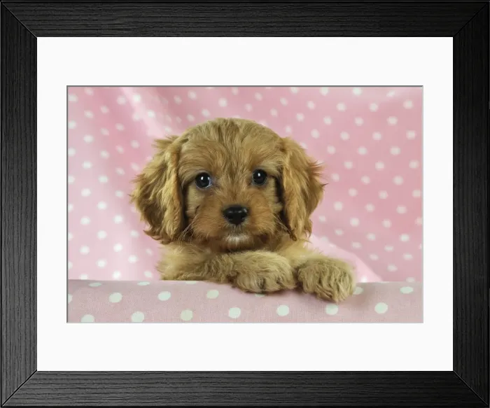 Framed Print : DOG. Cockerpoo puppy (Poodle X Cocker Spaniel ) 7 wks old Framed Print : DOG. Cockerpoo puppy (Poodle X Cocker Spaniel ) 7 wks old