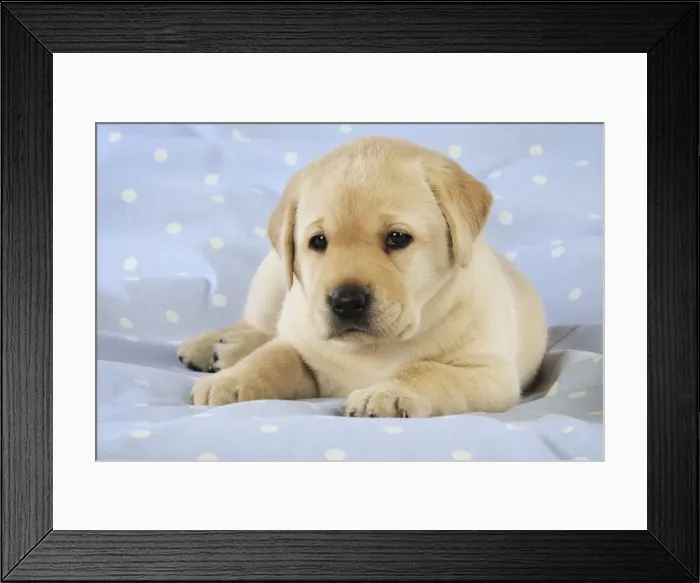 Framed Print : DOG. Yellow labrador puppy laying on blanket Framed Print : DOG. Yellow labrador puppy laying on blanket