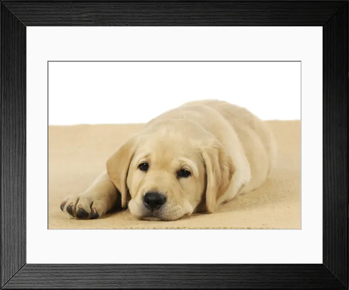 Framed Print : DOG. Labrador (8 week old pup) sleepy on carpet Framed Print : DOG. Labrador (8 week old pup) sleepy on carpet