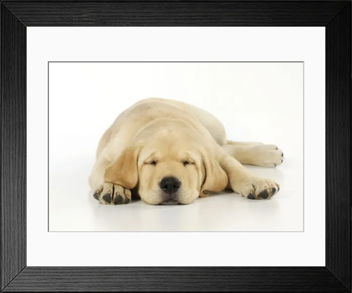 Framed Print : DOG. Labrador (8 week old pup) asleep Framed Print : DOG. Labrador (8 week old pup) asleep