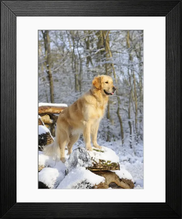 Framed Print : DOG. Golden retriever standing on snow covered logs Framed Print : DOG. Golden retriever standing on snow covered logs