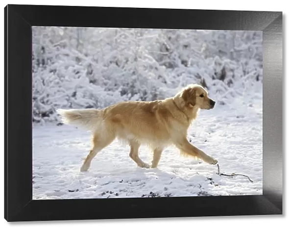 DOG. Golden retriever walking through the snow