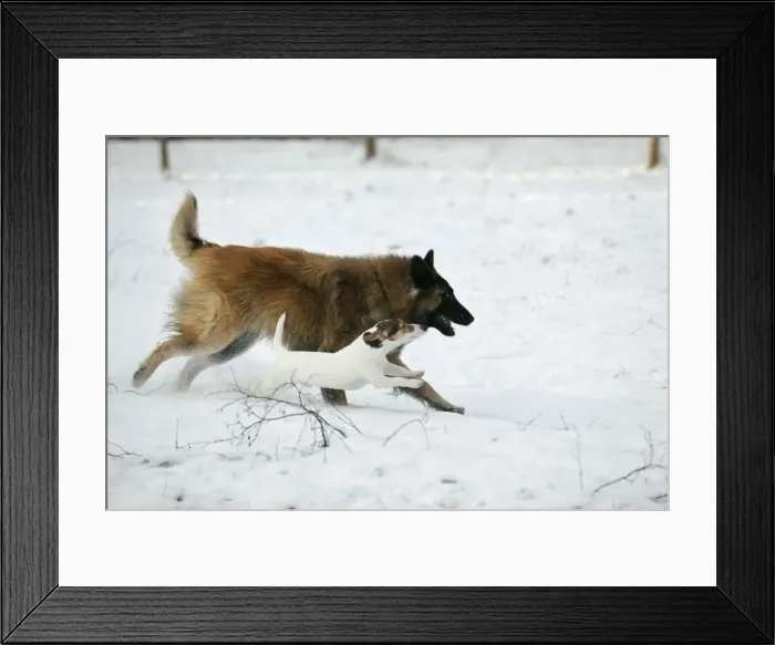 Framed Print : DOG. Jack russell terrier running alongside tervuren in the snow Framed Print : DOG. Jack russell terrier running alongside tervuren in the snow