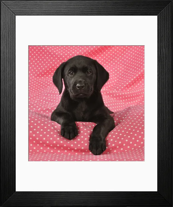 Framed Print : DOG. Black Labrador puppy (8 weeks old ) on red spotted background Framed Print : DOG. Black Labrador puppy (8 weeks old ) on red spotted background