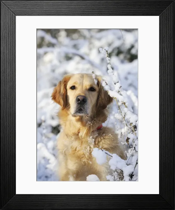 Framed Print : DOG. Golden retriever in the snow