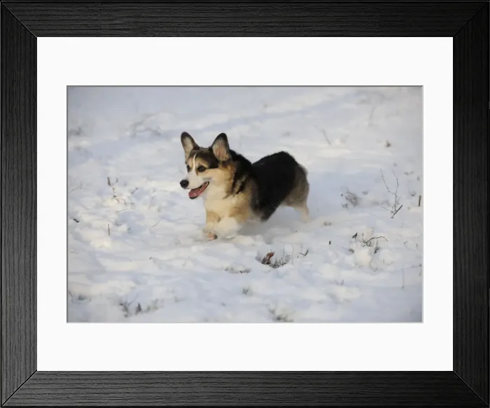 Framed Print : DOG. Pembroke welsh corgi running through the snow