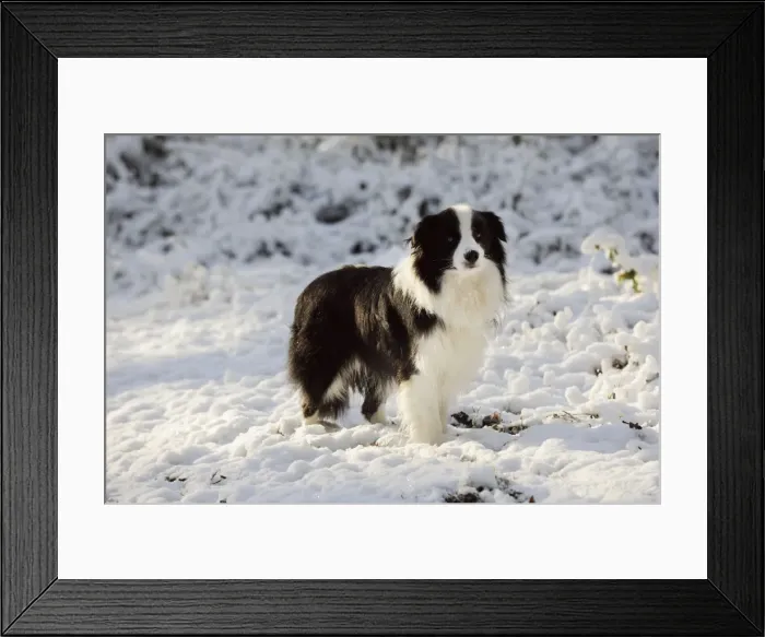 Framed Print : DOG. Border collie standing in the snow Framed Print : DOG. Border collie standing in the snow