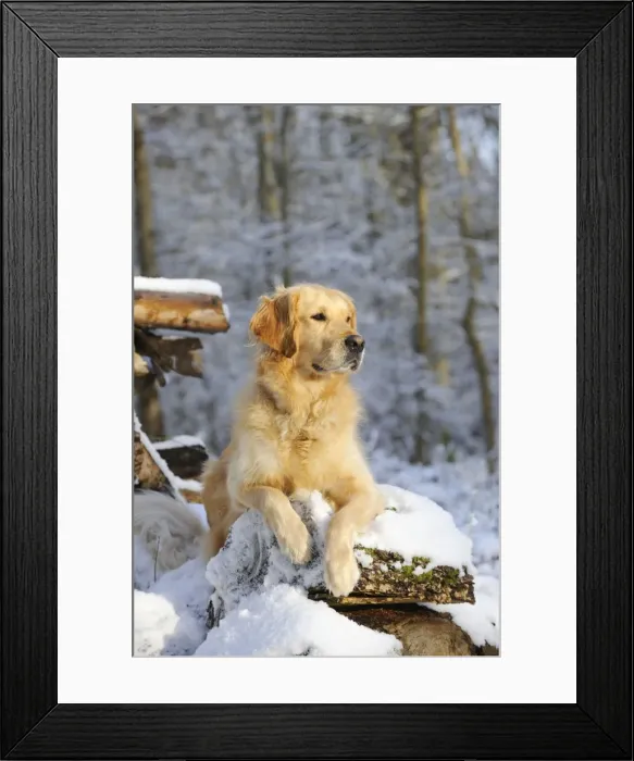Framed Print : DOG. Golden retriever laying on snow covered logs Framed Print : DOG. Golden retriever laying on snow covered logs