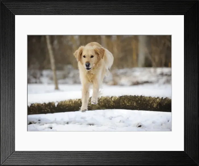 Framed Print : DOG. Golden retriever jumping over snow covered branch Framed Print : DOG. Golden retriever jumping over snow covered branch