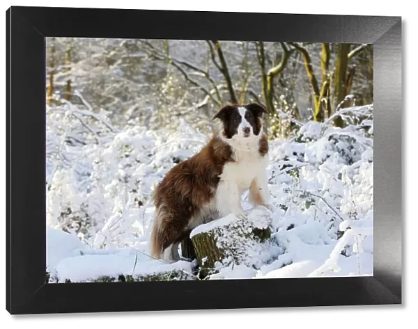 DOG. Border collie standing on snow covered tree stump