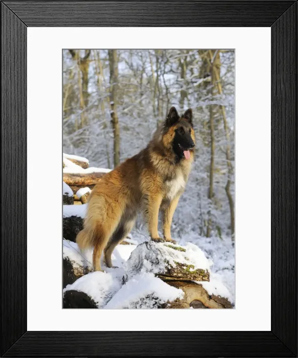 Framed Print : DOG. Tervuren standing on snow covered logs Framed Print : DOG. Tervuren standing on snow covered logs
