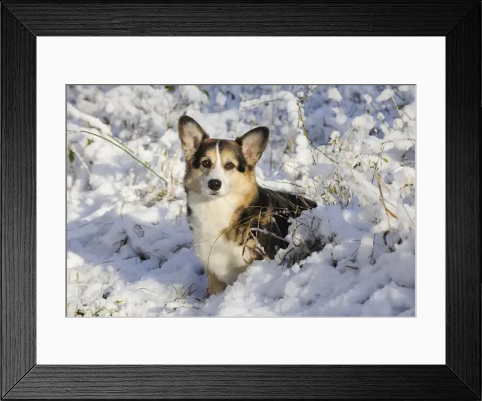Framed Print : DOG. Pembroke welsh corgi standing in the snow Framed Print : DOG. Pembroke welsh corgi standing in the snow
