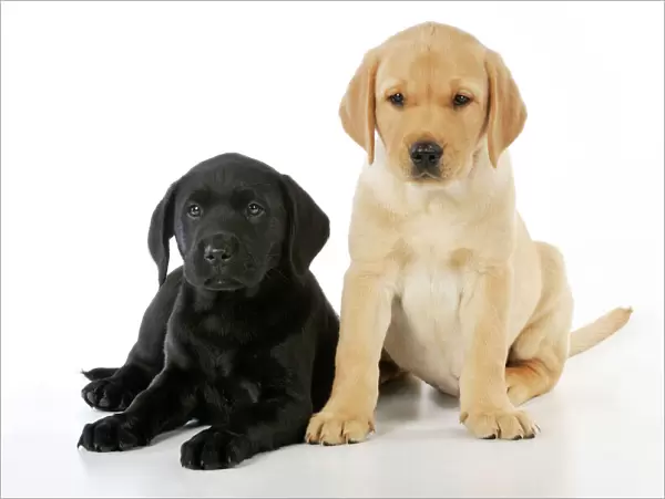 DOG. Labrador puppies (8 weeks old )