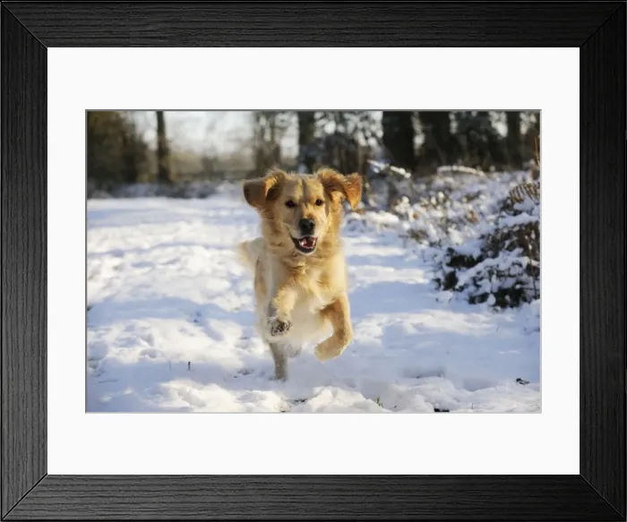 Framed Print : DOG. Golden retriever running through the snow Framed Print : DOG. Golden retriever running through the snow