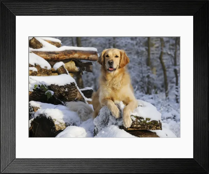 Framed Print : DOG. Golden retriever laying on snow covered logs Framed Print : DOG. Golden retriever laying on snow covered logs