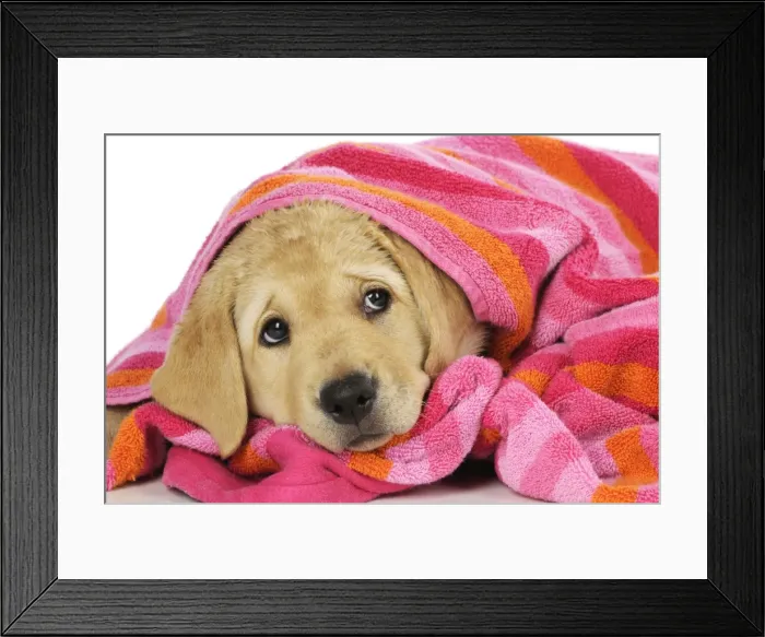 Framed Print : DOG. Labrador (8 week old pup) wet, with towel on head and shoulders Framed Print : DOG. Labrador (8 week old pup) wet, with towel on head and shoulders