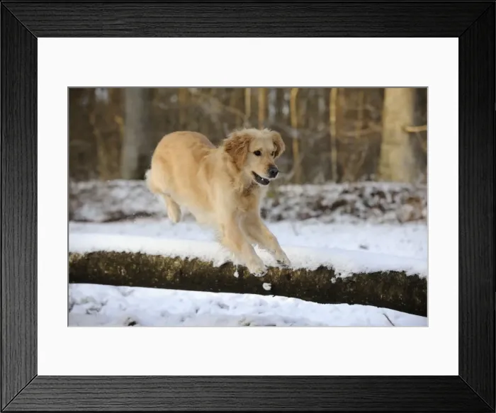 Framed Print : DOG. Golden retriever jumping over snow covered branch Framed Print : DOG. Golden retriever jumping over snow covered branch