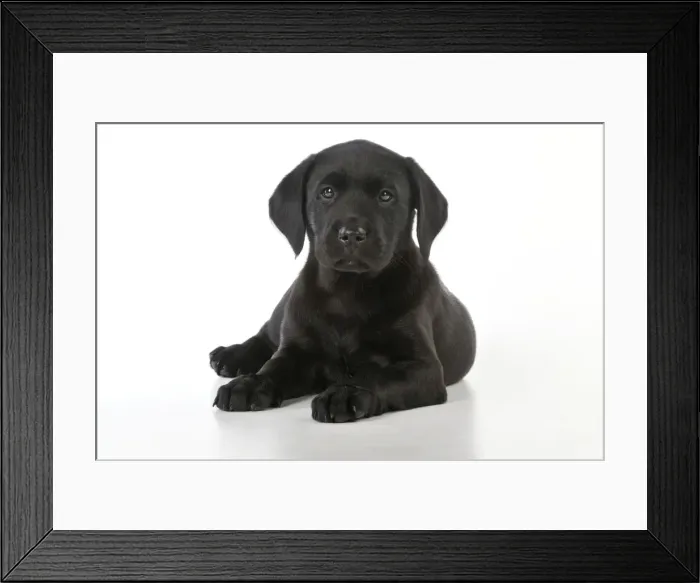 Framed Print : DOG. Black Labrador puppy (8 weeks old ) Framed Print : DOG. Black Labrador puppy (8 weeks old )