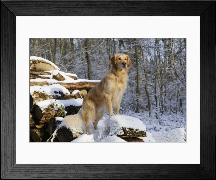 Framed Print : DOG. Golden retriever standing on snow covered logs Framed Print : DOG. Golden retriever standing on snow covered logs