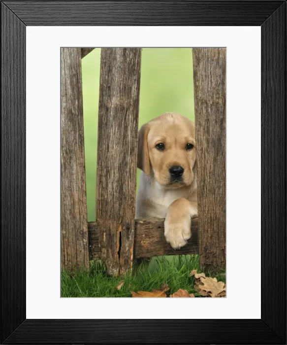 Framed Print : DOG. Labrador Framed Print : DOG. Labrador