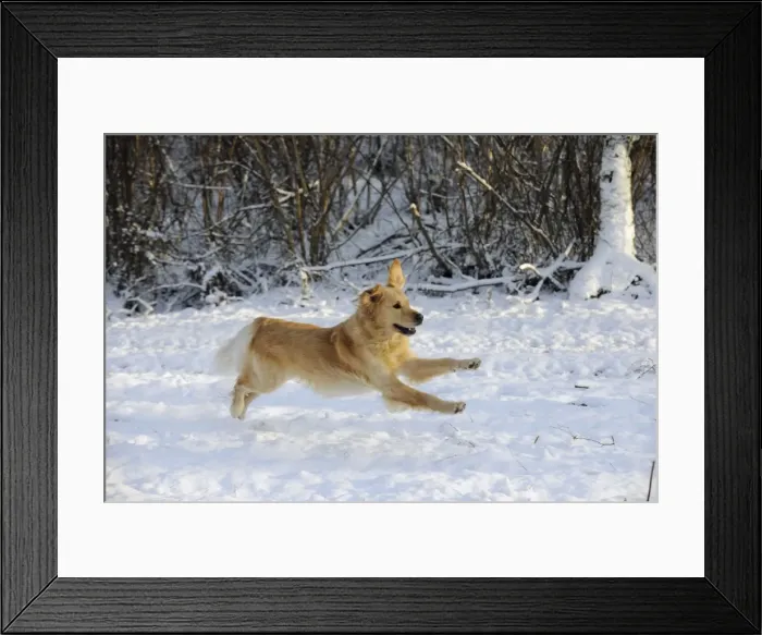Framed Print : DOG. Golden retriever running through the snow Framed Print : DOG. Golden retriever running through the snow