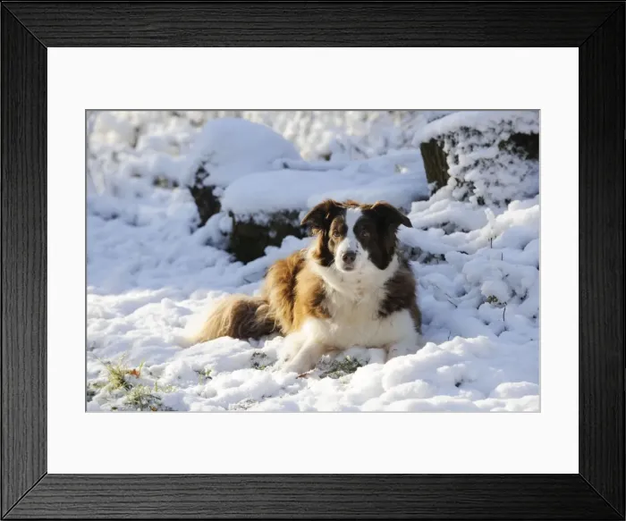 Framed Print : DOG. Border collie laying in the snow Framed Print : DOG. Border collie laying in the snow