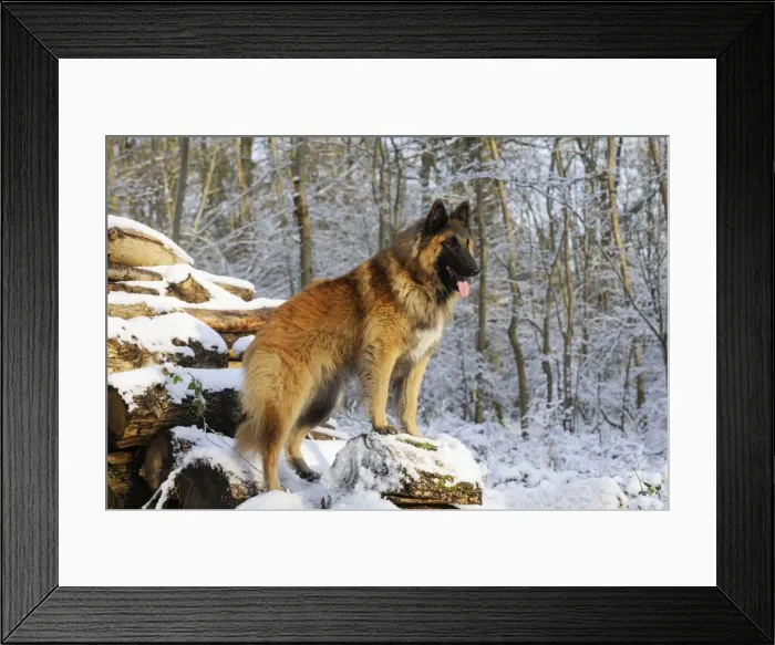Framed Print : DOG. Tervuren standing on snow covered logs Framed Print : DOG. Tervuren standing on snow covered logs